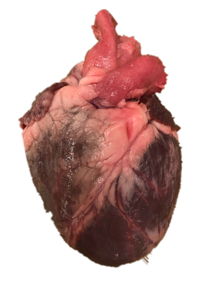 heart